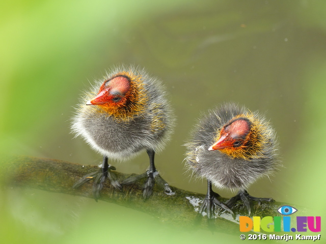 FZ030227 Coot chicks standing on branch (Fulica atra)